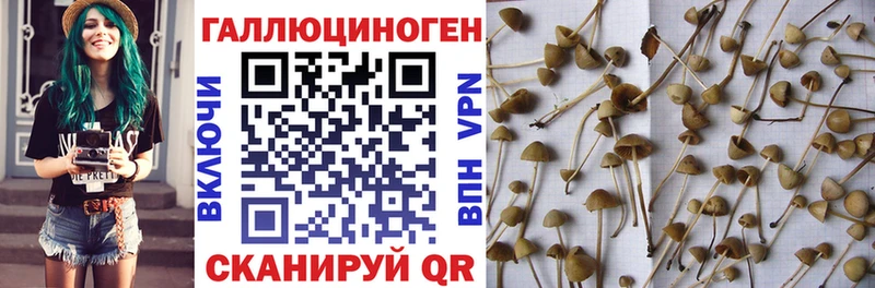 купить   Свободный  Галлюциногенные грибы Cubensis 
